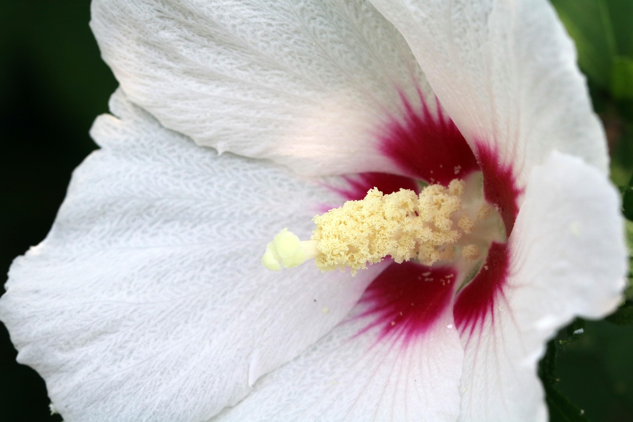 무궁화대훈장을 수여받는 모습과 함께 훈장 디자인이 잘 보이는 이미지