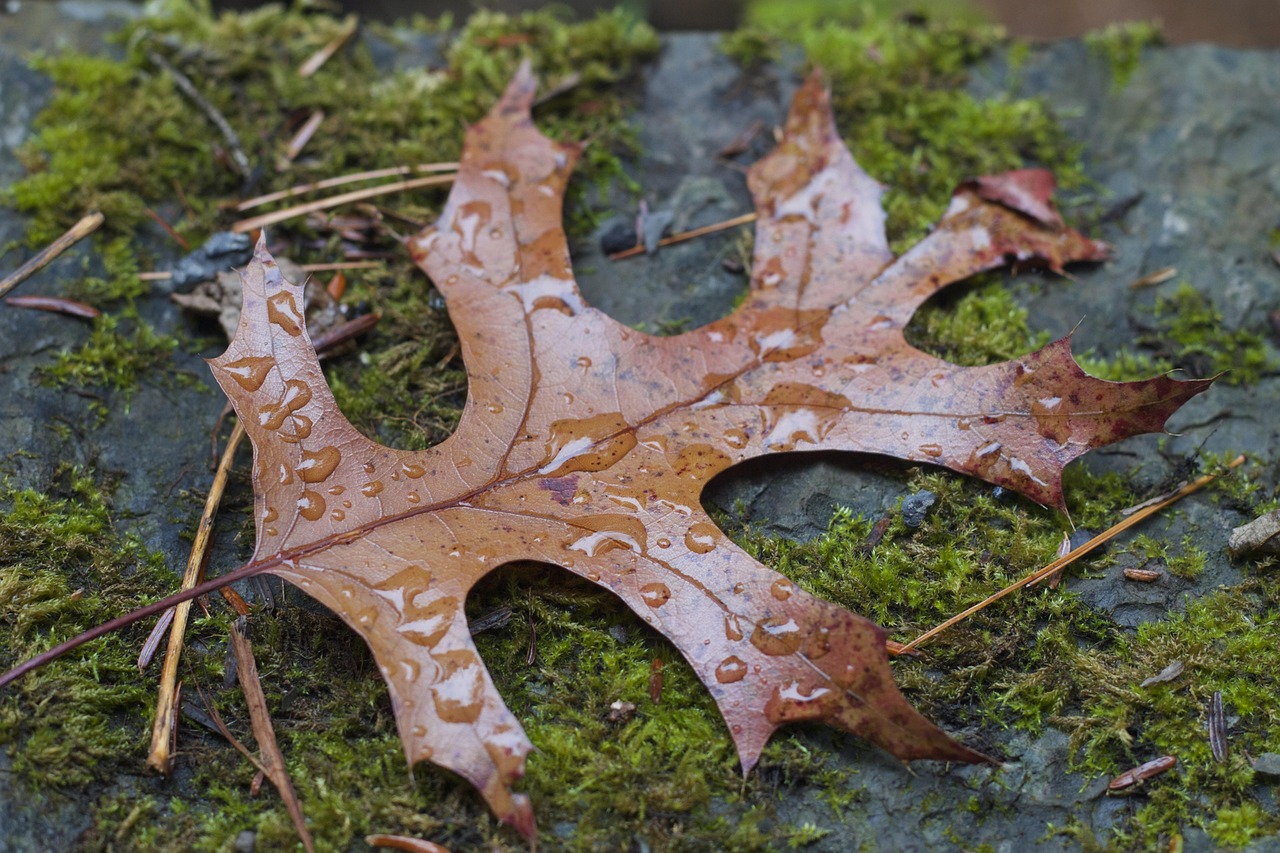 이안 왓킨스의 비극적 최후: 록 스타에서 범죄자로의 전락 이안 왓킨스의 공연 중 열정적으로 노래하는 모습과 관객의 환호