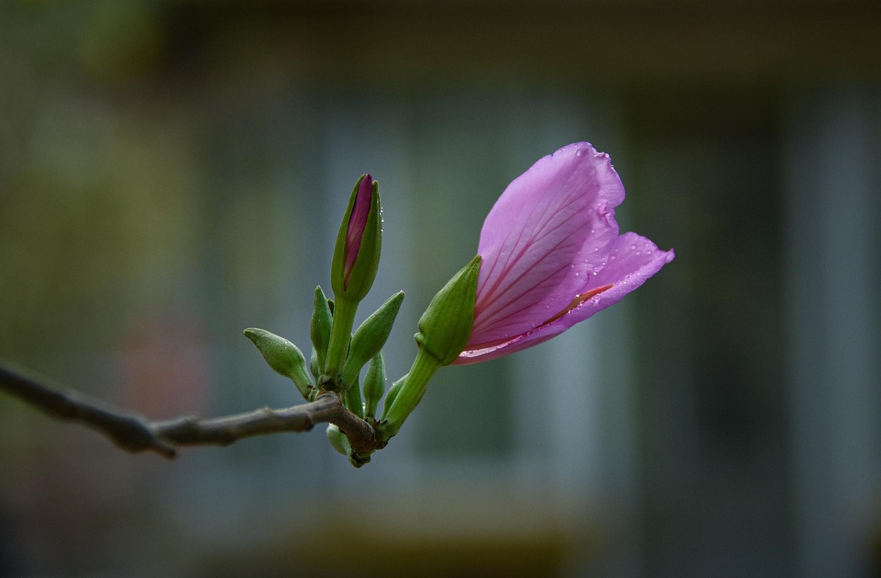 미국과 네팔의 문화, 음식, 풍경을 비교한 그래픽 이미지