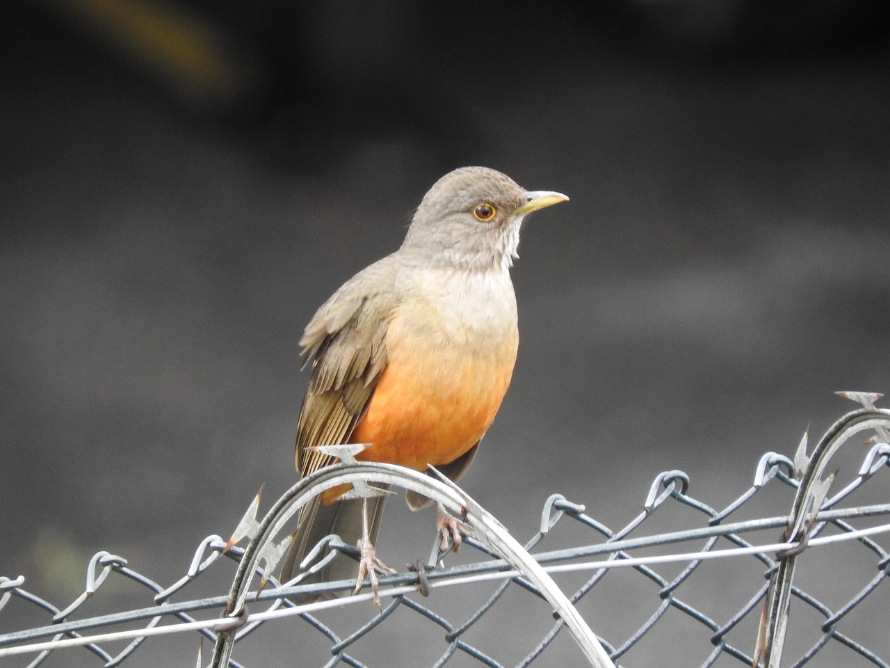 일본, 드디어 브라질을 넘다: 축구 역사에 남을 순간 일본 대 브라질 축구 경기에서 선수들이 열정적으로 경합하는 장면