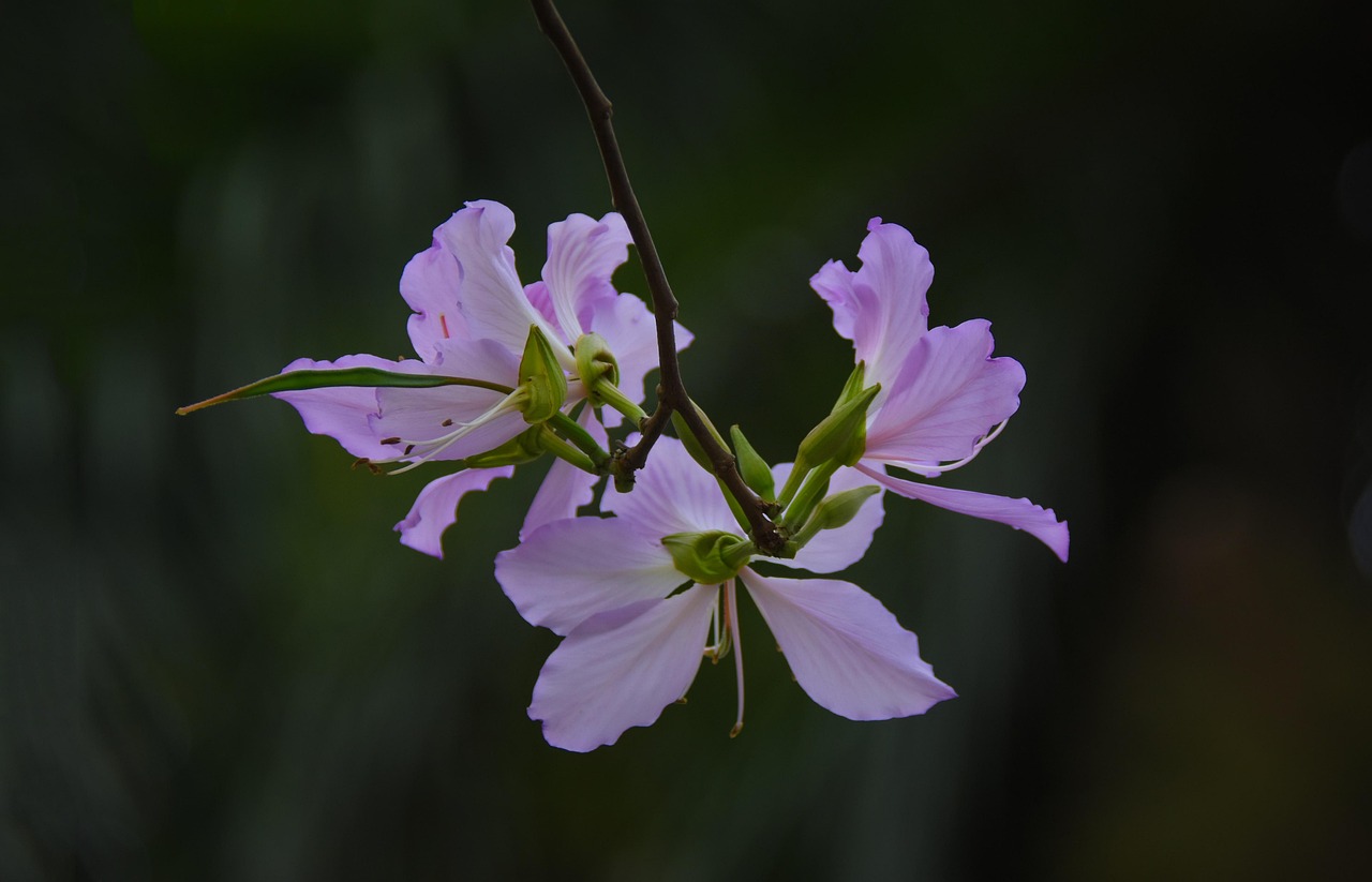 미국과 네팔의 문화, 음식, 풍경을 비교한 그래픽 이미지