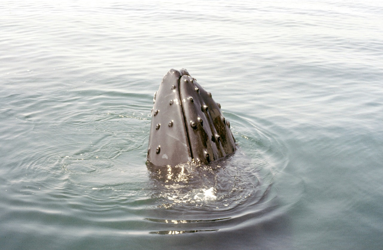 제주 대 대구의 아름다운 풍경을 배경으로 한 여행 사진