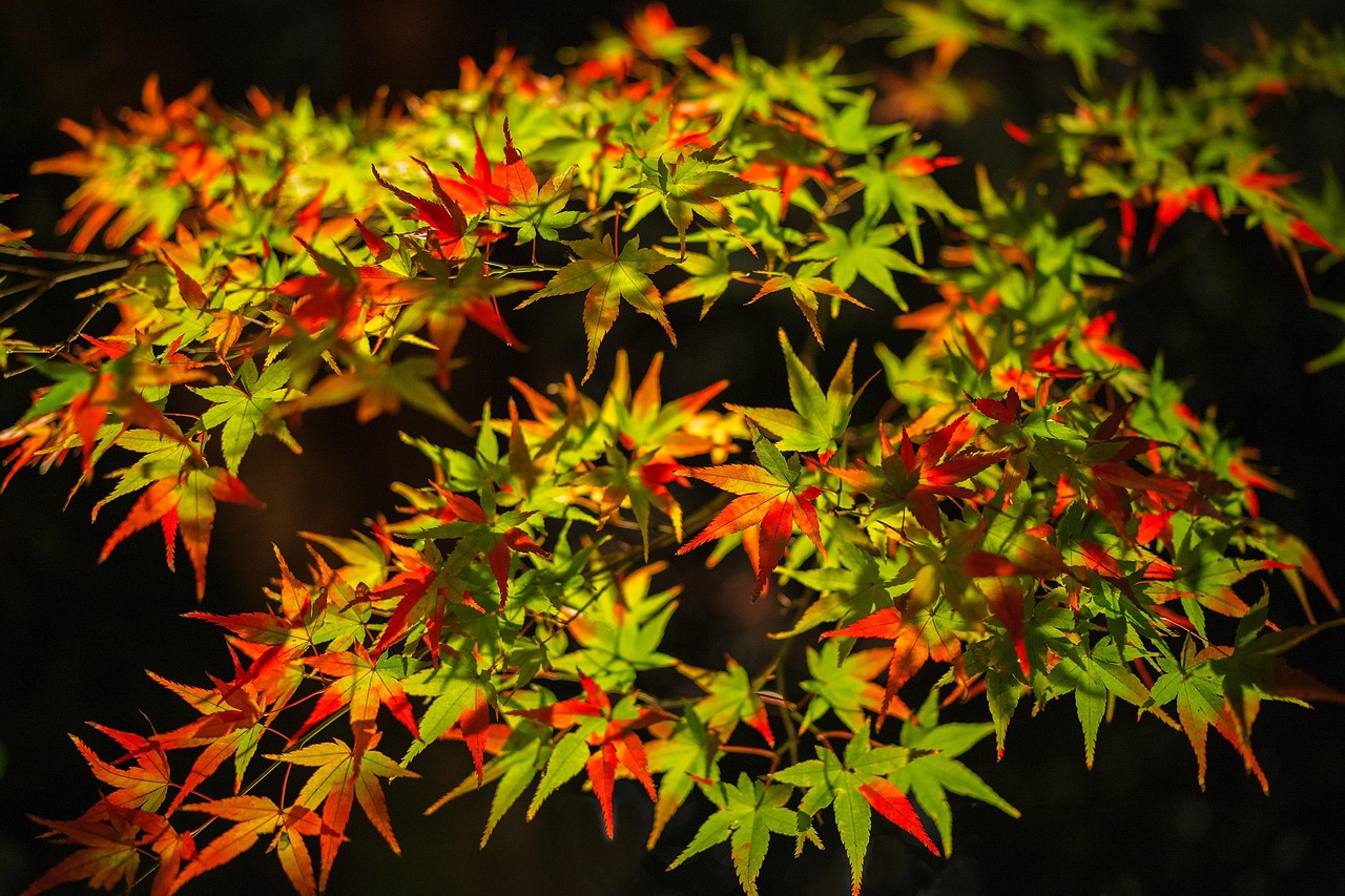 야마모토의 전통 일본 요리를 즐기는 모습, 정갈한 식탁 위에 음식이 놓여 있다.