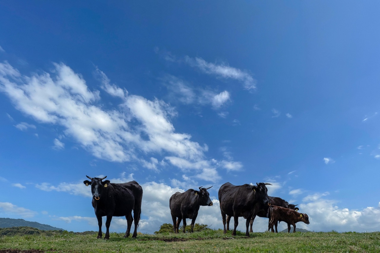 구마유시의 이적 발표 기자회견에서 팬들과 소통하는 모습