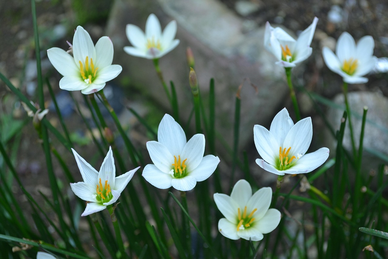 재향 군인의 날 기념 행사에서 퇴역 군인들이 기념사를 하는 모습