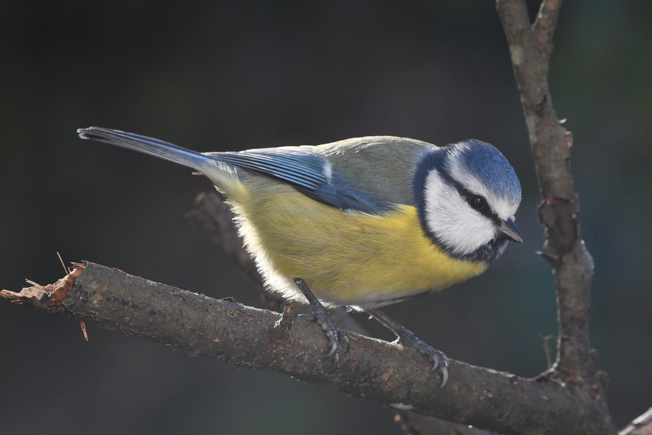 알리익스프레스의 11.11 광군제, 놓치지 말아야 할 할인 기회! 알리에서 다양한 제품을 쇼핑하는 사람들의 모습과 웹사이트 화면