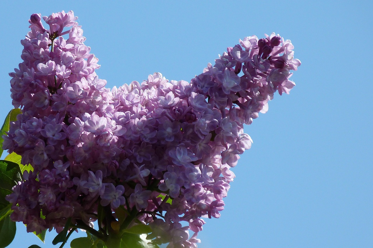 린가드: FC서울의 새로운 스타, 그의 매력과 경기력 분석 린가드가 축구 경기에서 득점 후 기뻐하는 모습과 팬들의 환호