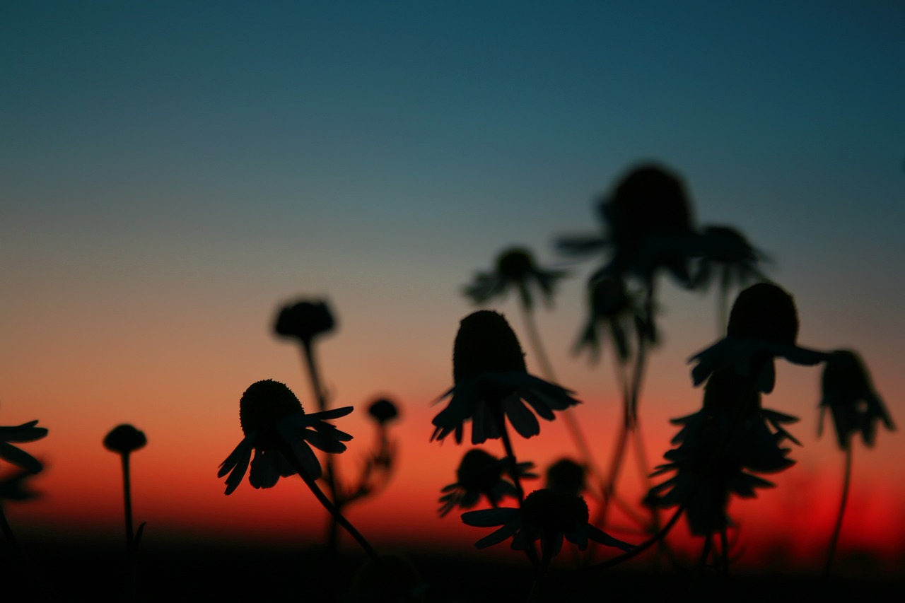 랜도 노리스가 레이싱 카의 스티어링 휠을 잡고 경기 중인 모습