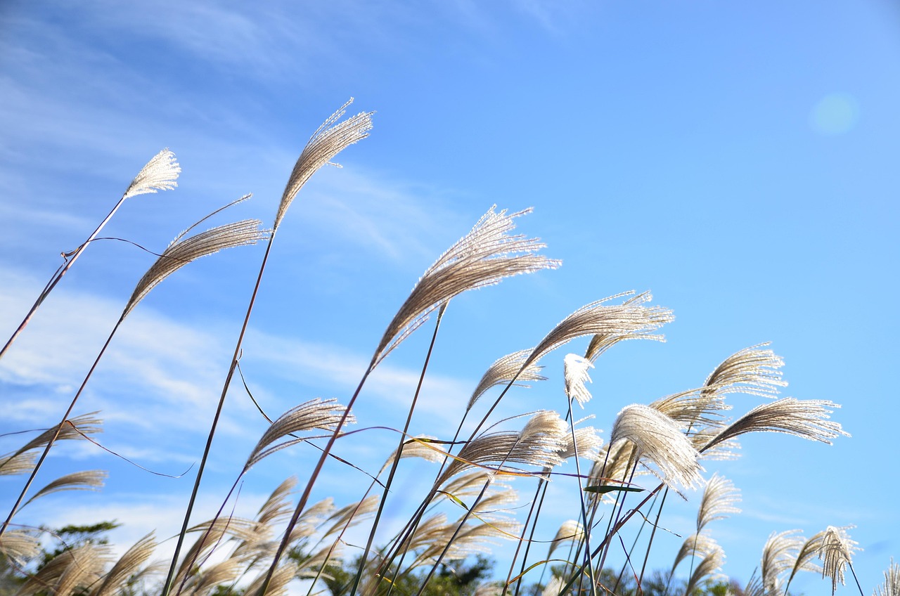 수원 대 제주를 주제로 한 아름다운 풍경과 여행지 사진, 두 지역의 매력을 비교하는 모습