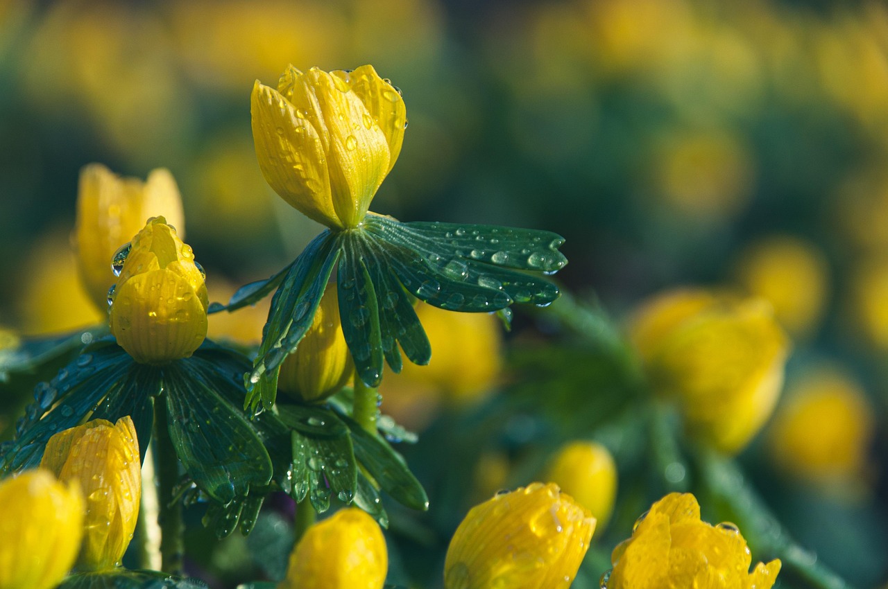 눈이 소복이 쌓인 겨울 풍경에서 아이들이 눈싸움을 하는 모습