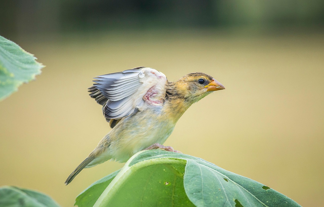 넥슨의 메이플 키우기 전액 환불 사건: 사용자 신뢰 회복의 기회 메이플키우기 전액환불 정책을 안내하는 블로그 포스트 이미지