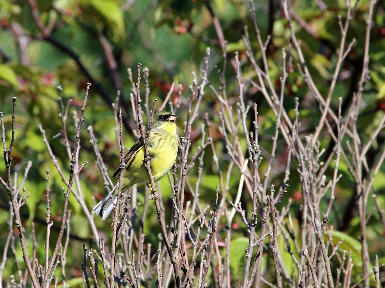 트위터 로고가 있는 스마트폰 화면을 들고 있는 사용자 모습