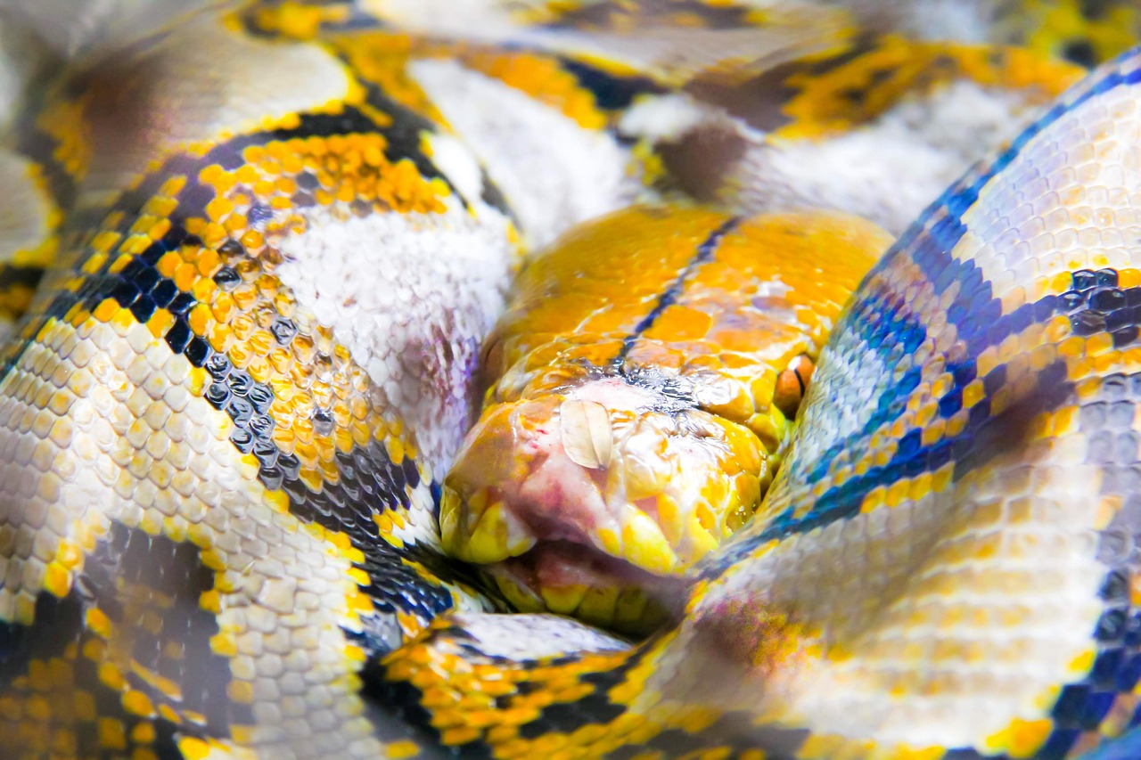 보아의 매력적인 무대에서 화려한 의상을 입고 노래하는 모습