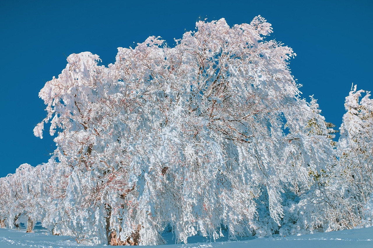 우인성에 대한 연구 결과를 발표하는 학자의 모습과 연구 자료