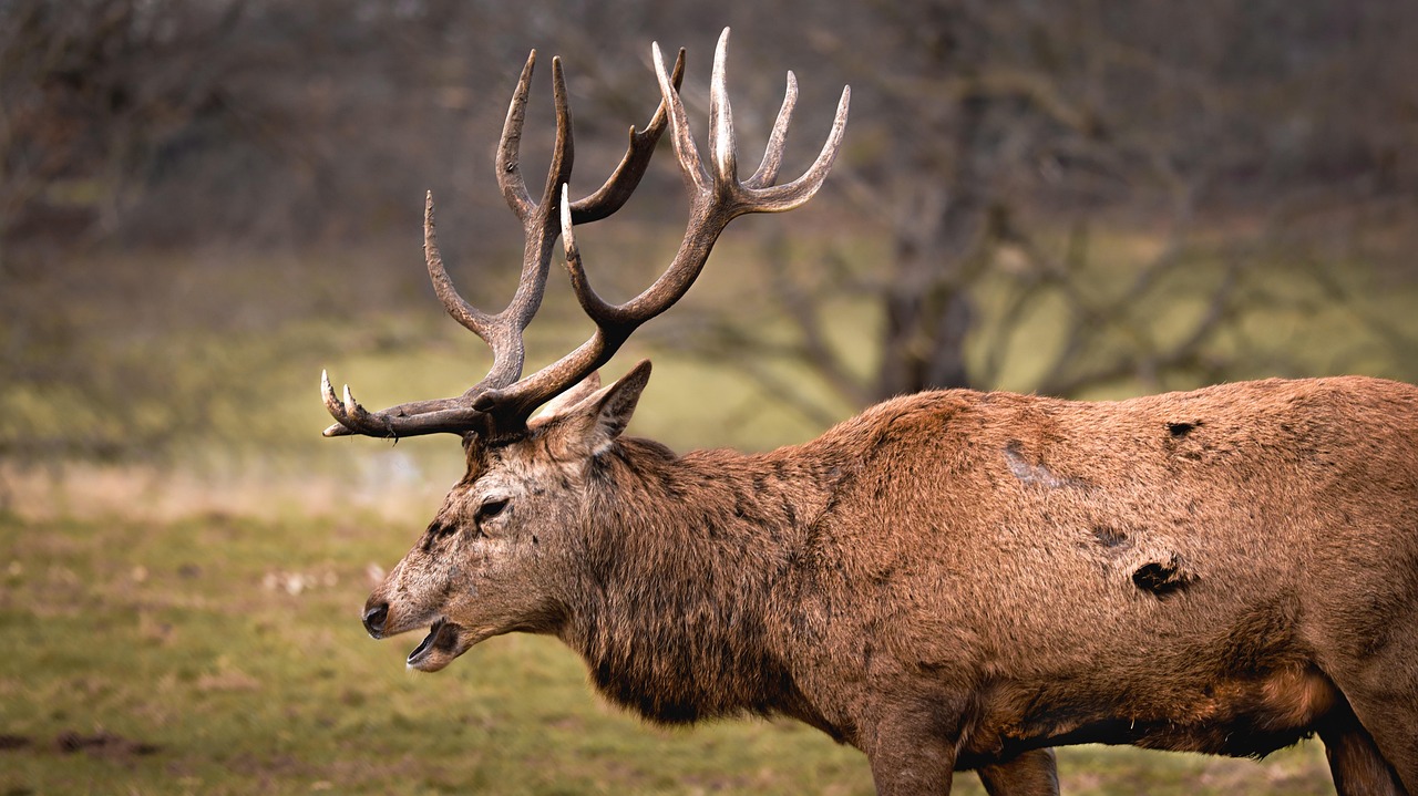 노팅엄 포레스트 대 아스널 경기에서 선수들이 열띤 경기를 펼치는 모습
