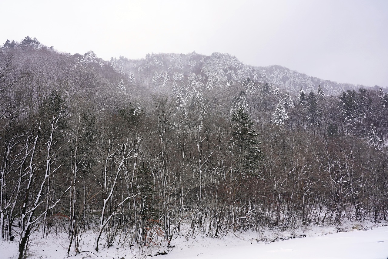 2026 밀라노-코르티나 동계올림픽: 프리스타일 스키의 매력과 중국 선수들의 빛나는 성과 2026 Winter Olympics에서 프리스타일 스키를 즐기는 선수의 역동적인 모습
