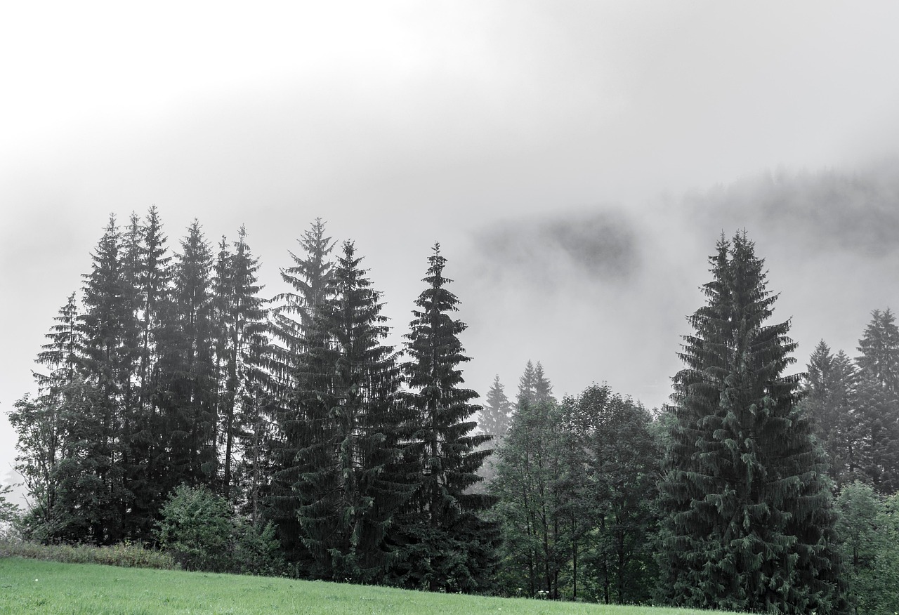 베르더 대 바이에른: 분데스리가의 치열한 경쟁과 전략 분석 베르더 대 바이에른 경기에서 선수들이 경합하는 생생한 순간