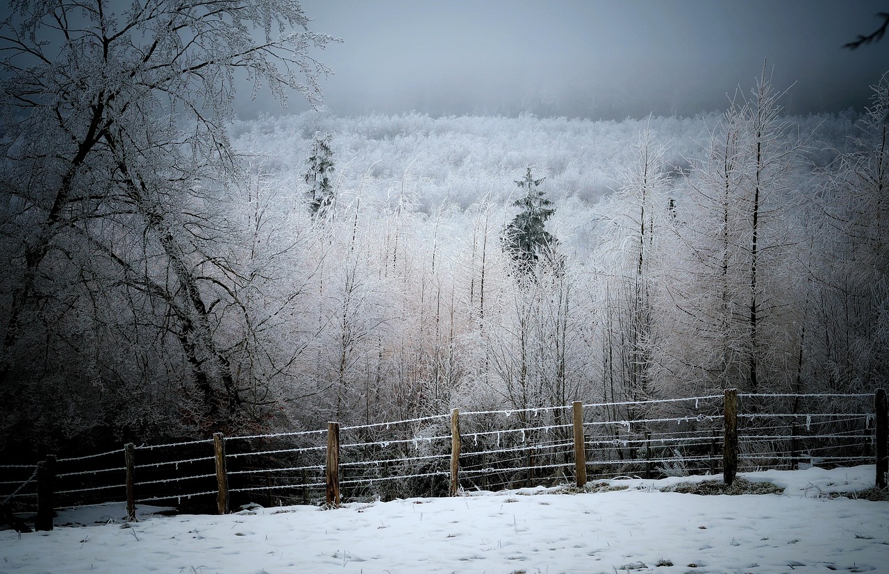 강풍 경보: 안전한 대비를 위한 필수 지식 강풍 경보 발령에 따른 나무가 휘날리는 모습과 어두운 하늘