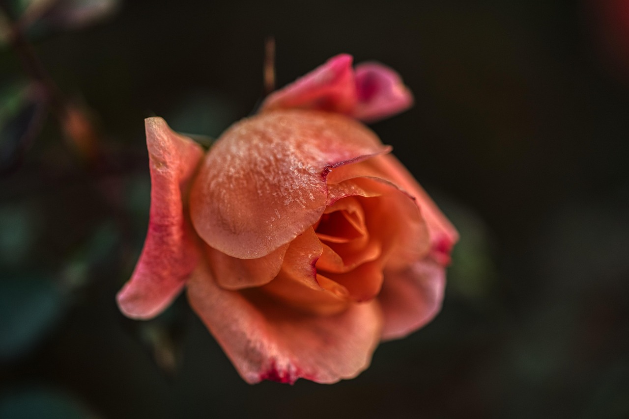 2026 Winter Olympics 남자 피겨 스케이팅 경기에서 선수들이 우아하게 연기하는 모습