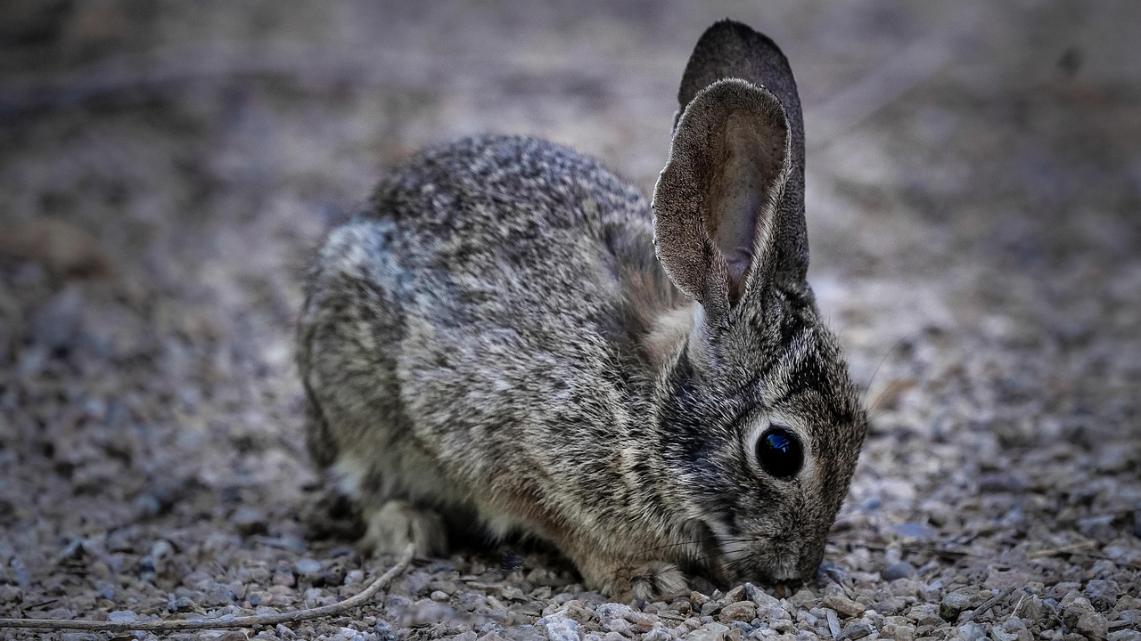 무대에서 열정적으로 공연 중인 Bad Bunny의 화려한 모습