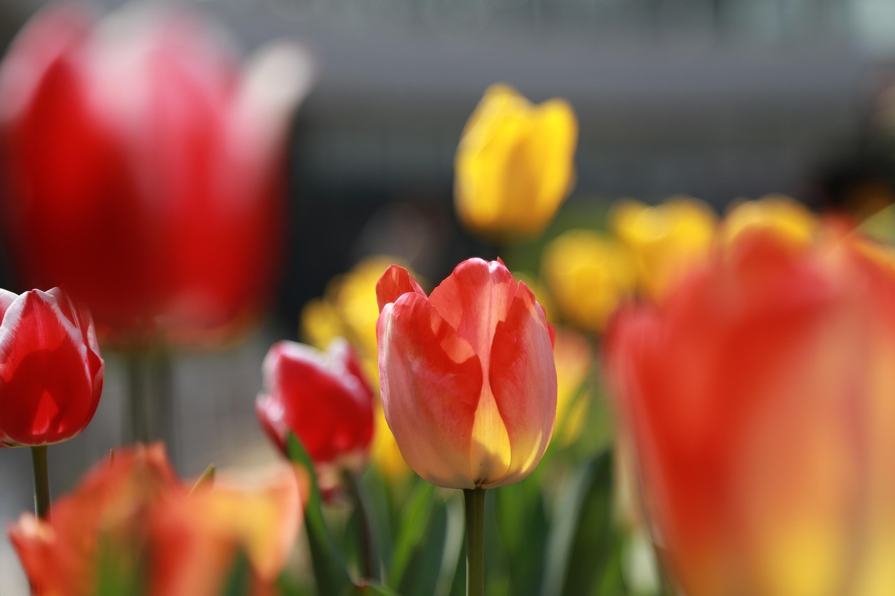 인도와 네덜란드의 크리켓 대결: 역사와 현재를 넘나드는 이야기 인도와 네덜란드의 축구 경기를 분석하는 블로그 포스트 이미지