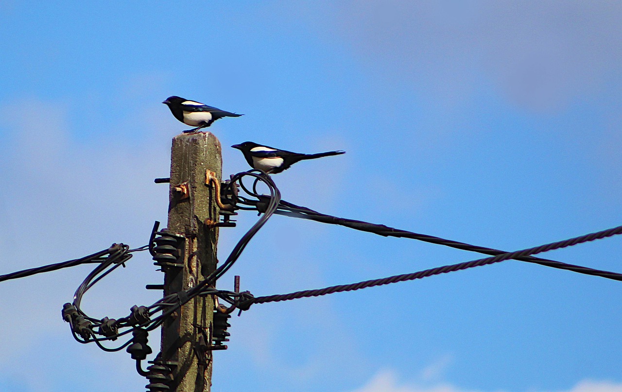 맨유와 뉴캐슬의 대결, 이 경기가 주는 의미와 기대 뉴캐슬 대 맨유 경기에서 선수들이 열정적으로 경합하는 장면