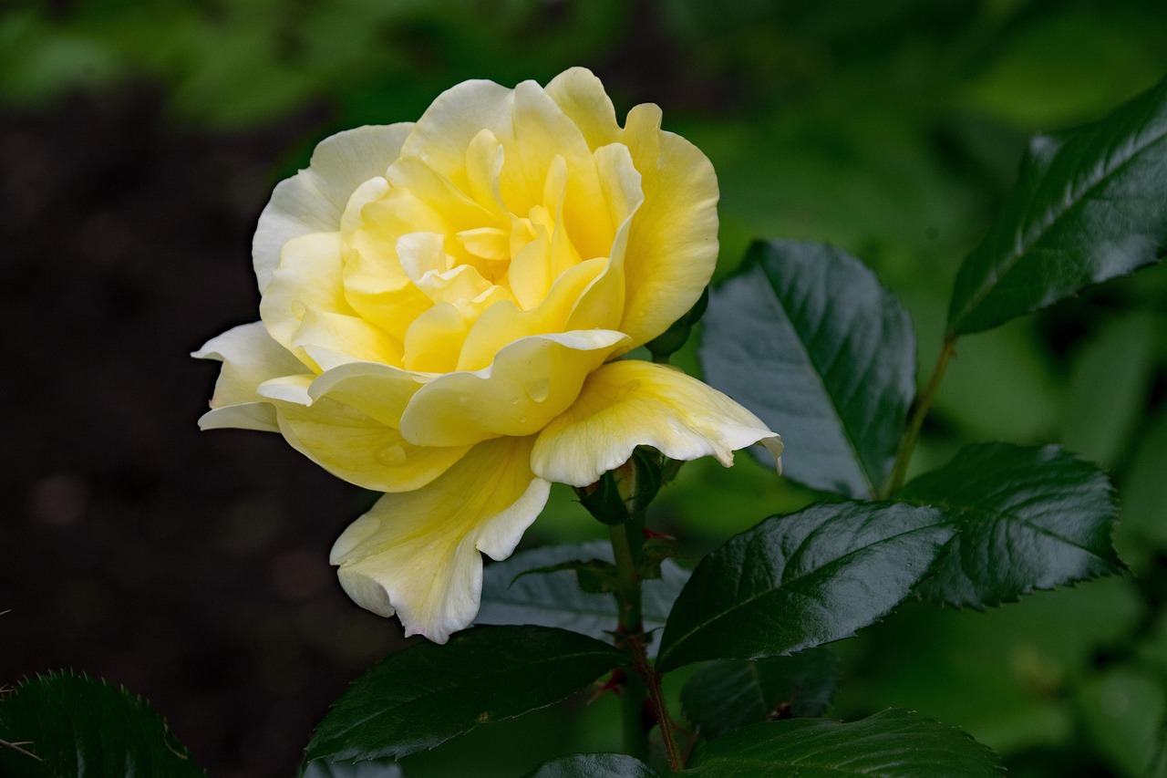 레버쿠젠 대 아스널 경기 중 선수들이 공을 다투는 긴박한 순간