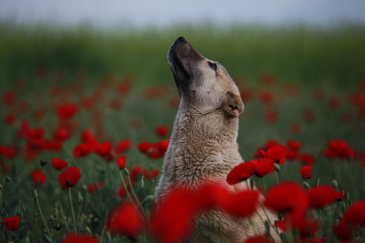 이란 하르그섬: 중동 긴장 속 원유의 중심지 이란 하르그섬의 아름다운 해변과 푸른 바다 풍경을 담은 사진