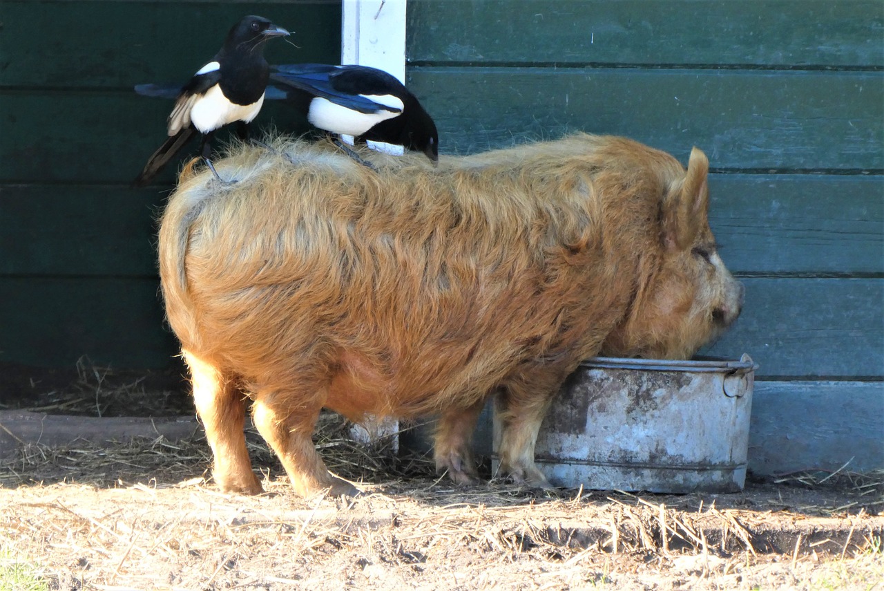 첼시 대 뉴캐슬: 축구 팬들이 알아야 할 모든 것 첼시 대 뉴캐슬 경기 중 선수들이 치열하게 공을 다투는 모습