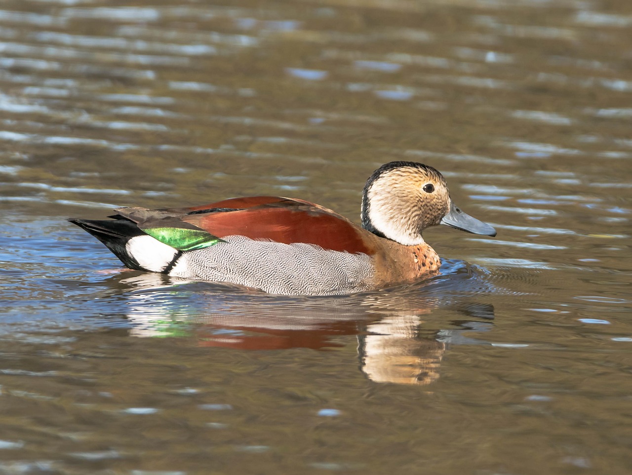 이스라엘의 베냐민 네타냐후: 사망설과 그 이면의 진실 이스라엘 총리 네타냐후가 기자회견에서 발언하는 모습