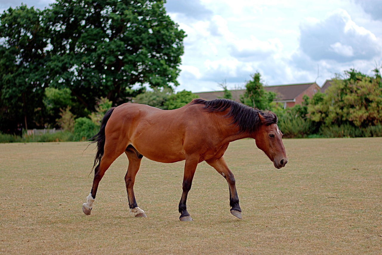 미트윌란 대 노팅엄 포레스트 경기 중 선수들이 열띤 경합을 펼치는 장면