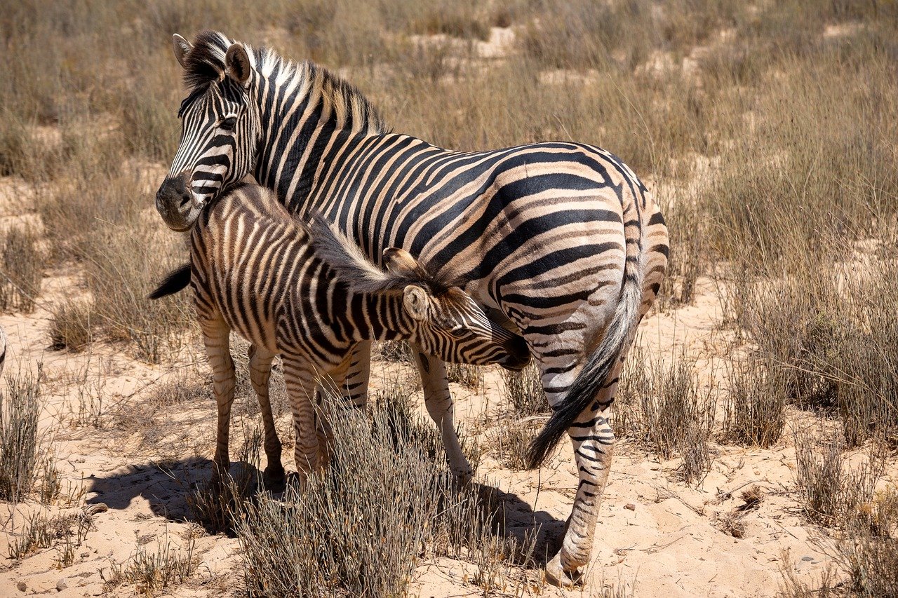 손예진이 화려한 드레스를 입고 레드카펫에서 포즈를 취하는 모습