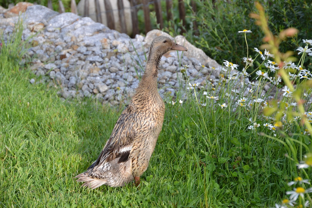 런닝맨, 영케이의 등장으로 새로운 국면을 맞이하다 런닝맨 촬영 현장에서 출연진들이 게임을 하며 즐거운 표정을 짓고 있는 모습