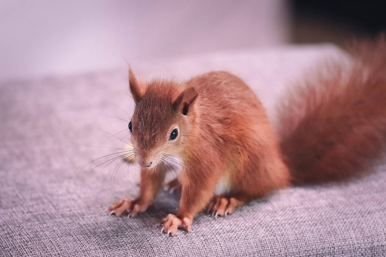 기아 EV3: 소형 SUV 전기차의 새로운 패러다임을 제시하다 기아 EV3 전기차의 외관과 디자인을 강조한 이미지로, 미래지향적인 스타일이 돋보인다.