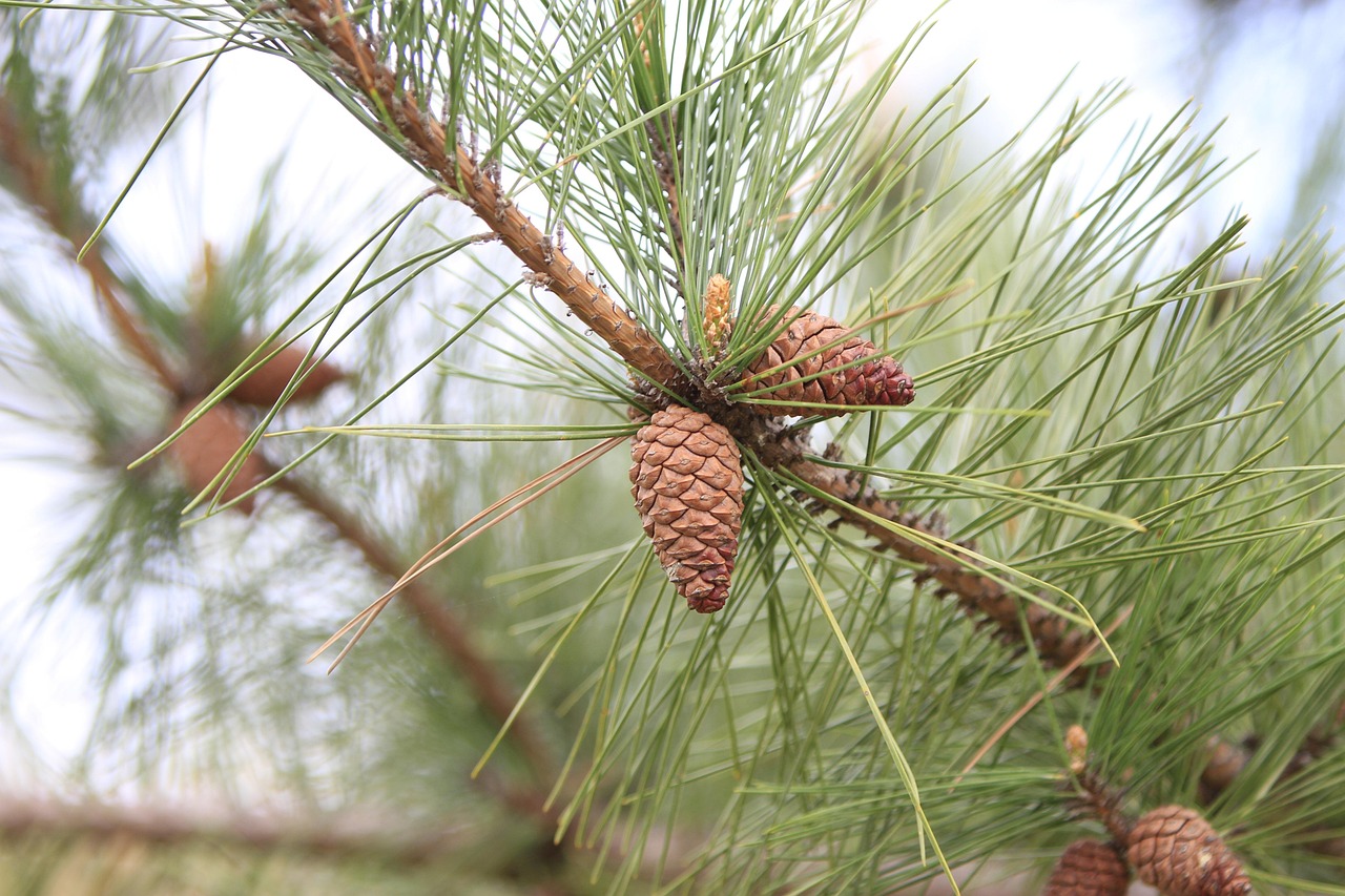 포항 vs 대전: K리그1에서의 치열한 격돌과 그 의미 포항 대 대전 경기에서 선수들이 열띤 경쟁을 펼치는 장면