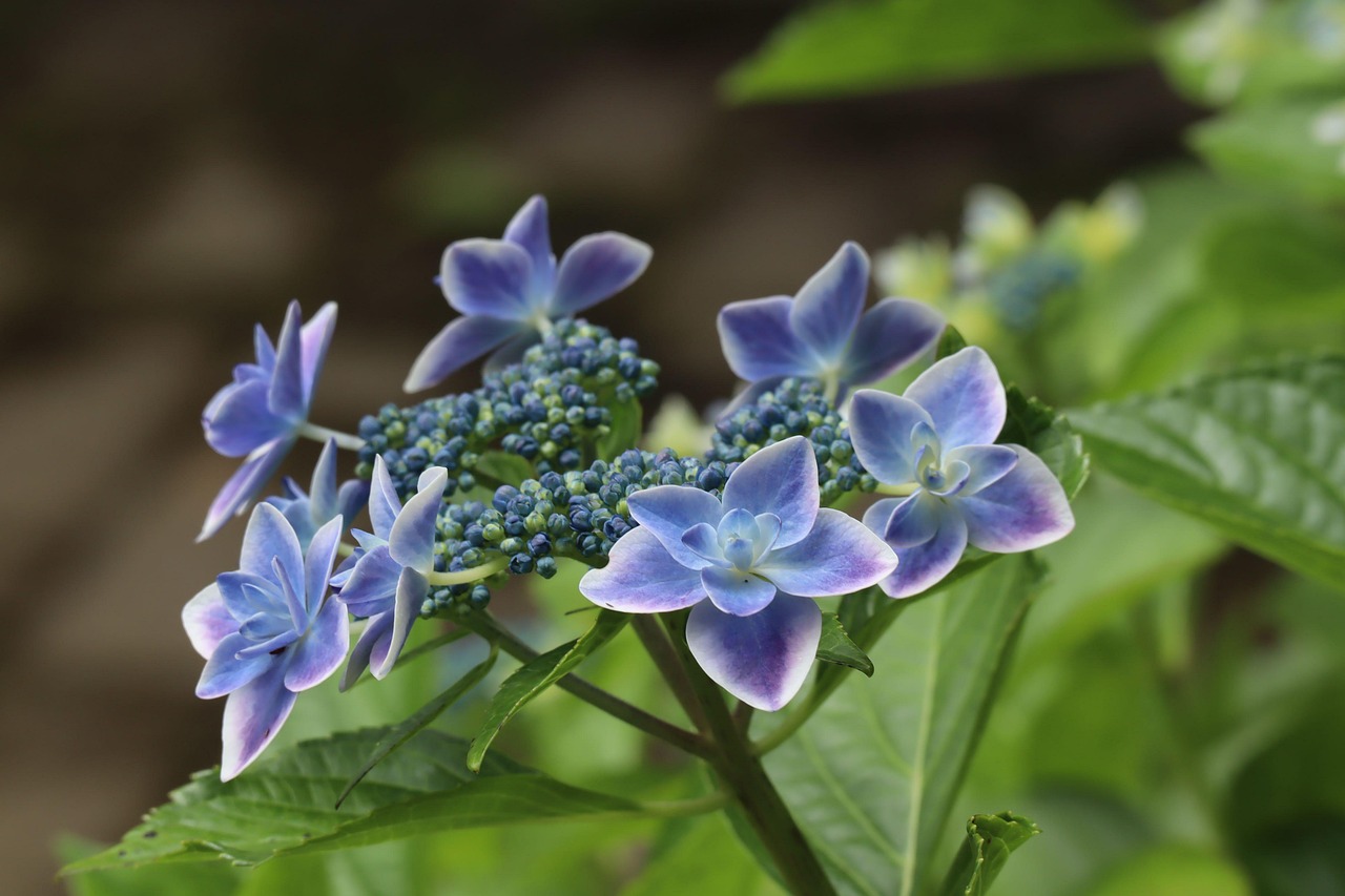 올여름 장마, SNS의 오해와 진실 비 오는 장마철에 우산을 들고 걷는 사람들의 모습과 흐린 하늘