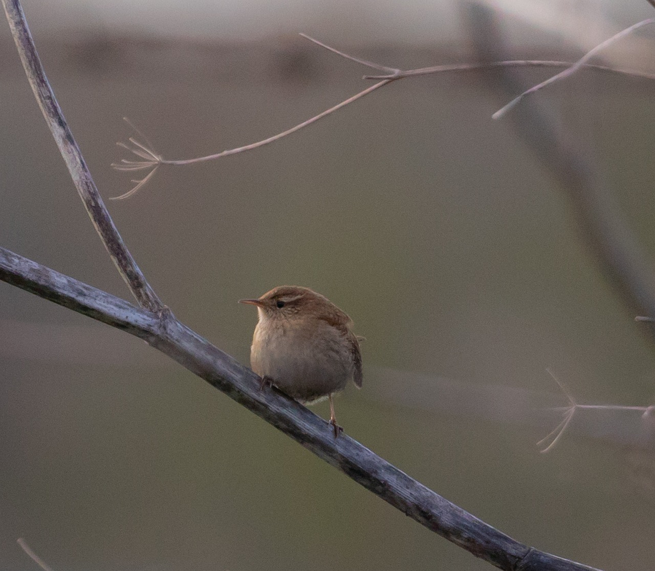 제니와 함께하는 패션의 세계: 블랙핑크 제니 백이 주목받는 이유 무대에서 화려한 의상을 입고 노래하는 제니의 모습