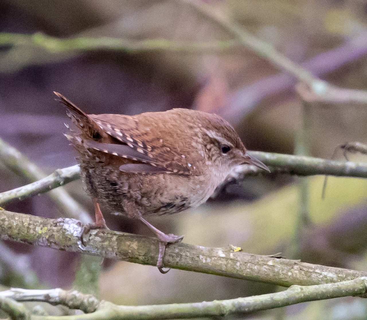 제니와 함께하는 패션의 세계: 블랙핑크 제니 백이 주목받는 이유 무대에서 화려한 의상을 입고 노래하는 제니의 모습