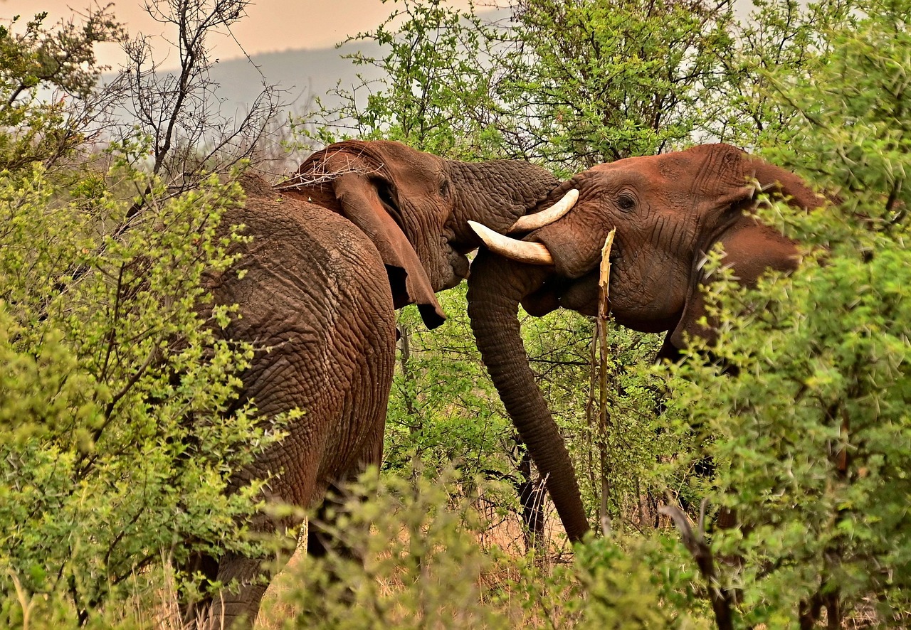 제이든 애덤스, 남아공 축구의 별이 된 그의 유산 남아공 애덤스의 아름다운 자연경관과 야생동물을 담은 풍경 사진