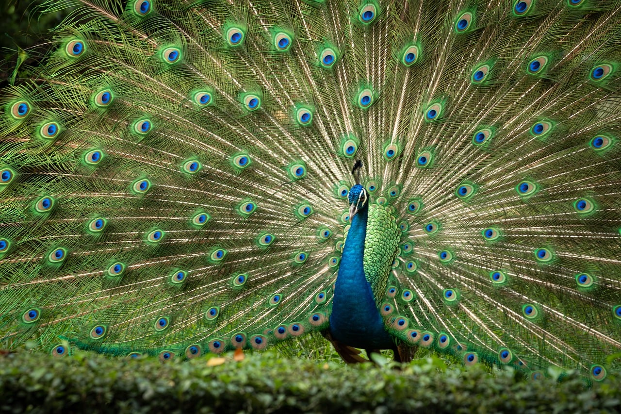 lg디스플레이의 최신 OLED 패널을 보여주는 고해상도 이미지